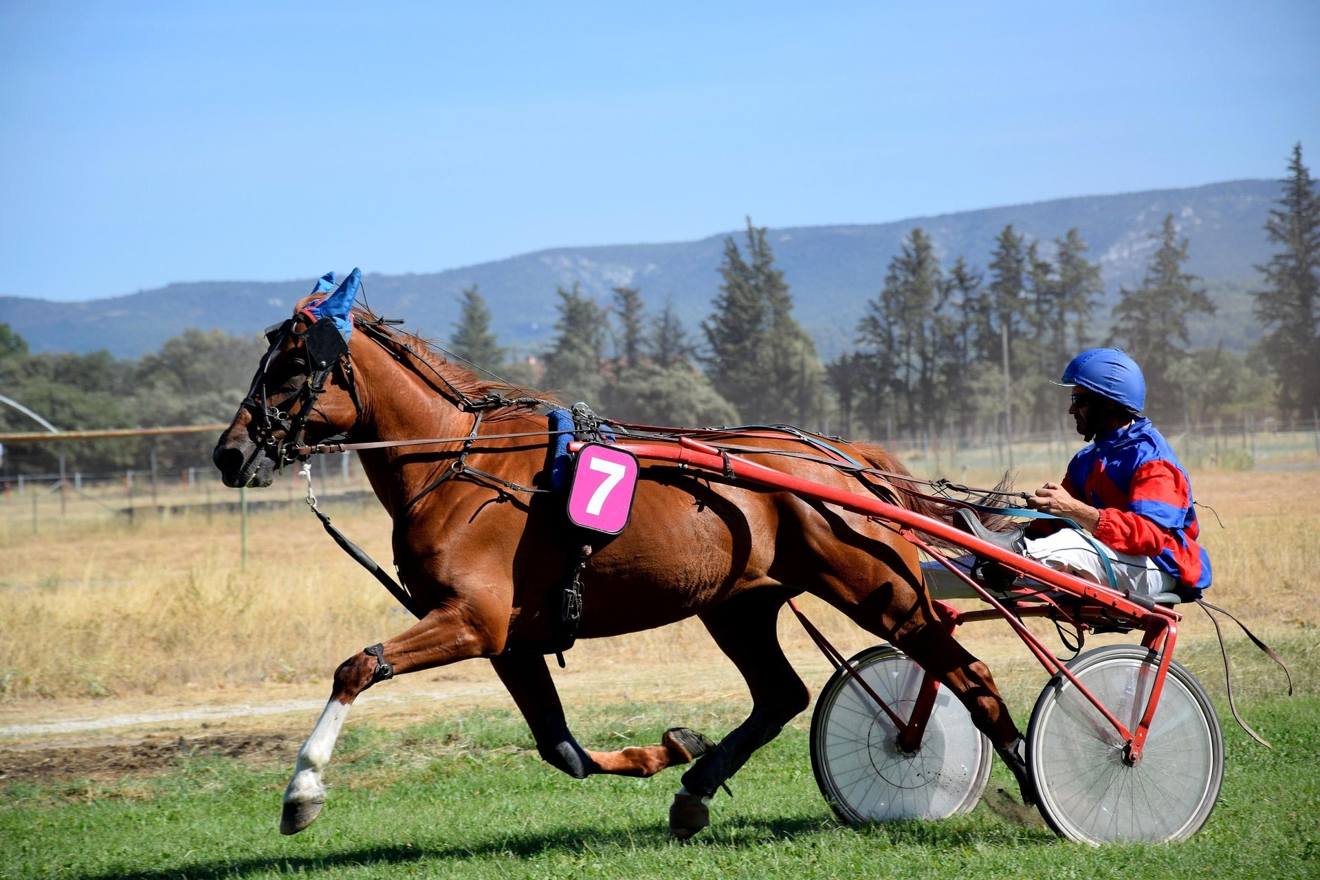 image de course hippique